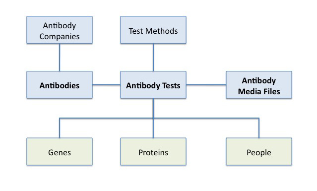 Antibody model for RBK
